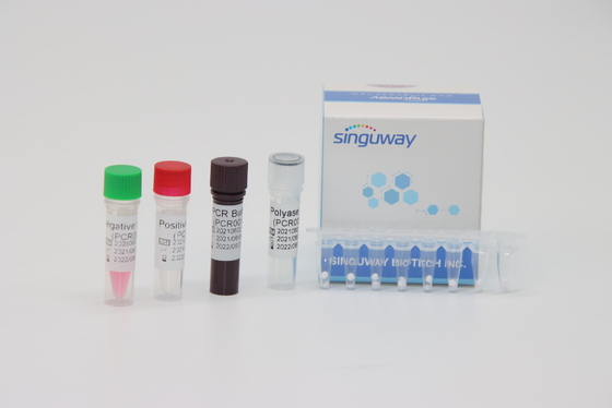 50 PCR van Copies/Ml Kenmerkende Uitrustingen In echte tijd voor Leukemie bcr-ABL Fusie Gene Typing