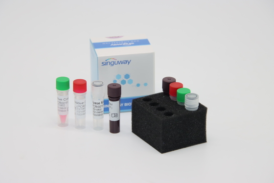Treponema - pallidum TP-Virus fluorescerende rechts PCR Kit Fast HCV PCR Uitrusting In echte tijd